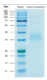 SDS-PAGE (RSPO3-2866H).jpg